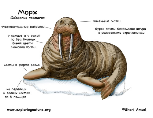 иллюстрированная диаграмма некоторых особенностей моржа